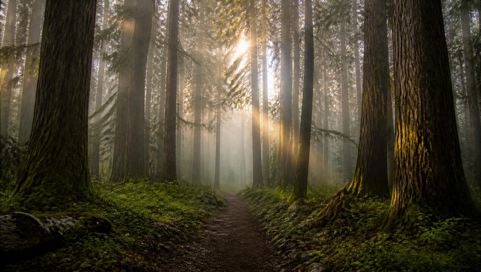 Misty sunlit forest with a single trail winding into the trees