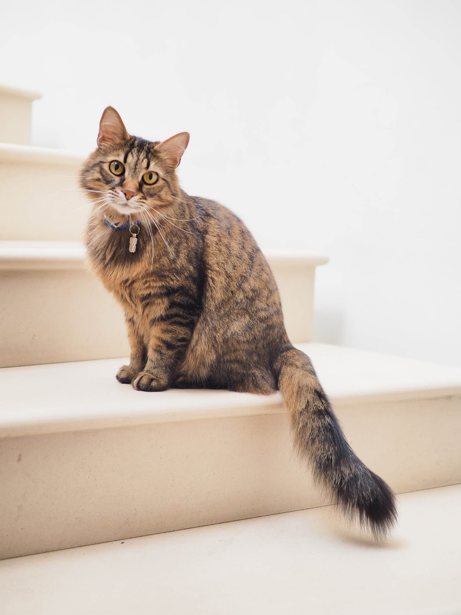 Animal Communication & Alignment